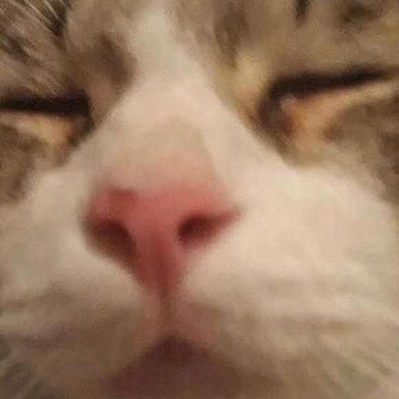 Meet your Posher, Illia - Picture 1 of 1